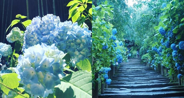 迎接繡球花季~ 日本鎌倉明月院 欣賞日本初夏美! ｜日本旅遊｜放假去邊