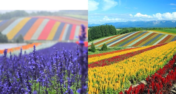 美瑛花海 遊北海道必到四季彩之丘!｜日本旅遊｜放假去邊