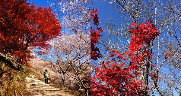 紅葉+櫻花同步登場！秋天賞景 必到日本中部小原交流公園｜日本旅遊｜放假去邊