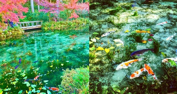 日本世界級絕景 傳說中嘅「莫奈之池」！｜日本旅遊｜放假去邊