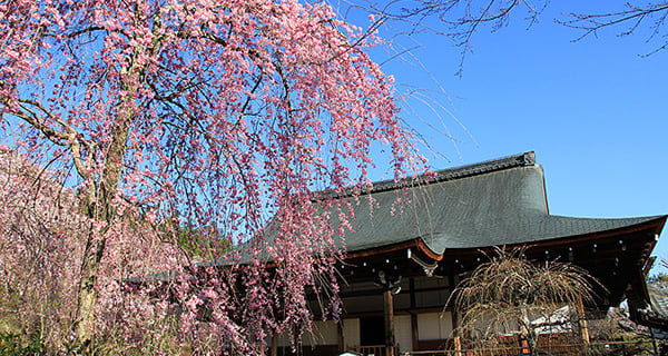 日本櫻花-京都櫻花熱門景點大推薦！仁和寺/醍醐寺/嵐山/平安神宮/哲學之道/吉野山/傘松公園｜住宿優惠｜開團