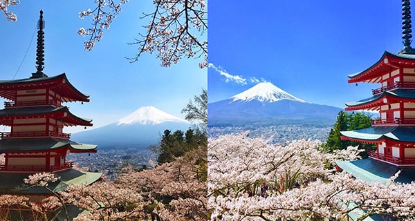 人氣觀光景點！山梨縣新倉山淺間公園 限定富士山+五重塔櫻花絕景～｜日本旅遊｜放假去邊