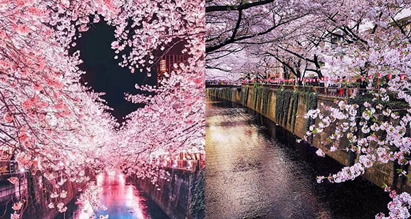 東京遊必到！全長3.8公里目黑川兩岸 觀賞浪漫夜櫻景色～｜日本旅遊｜放假去邊