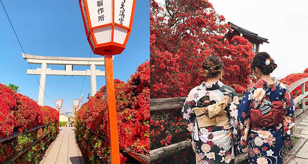 京都五月限定! 長岡天滿宮火紅色杜鵑隧道 |日本景點 |放假去邊