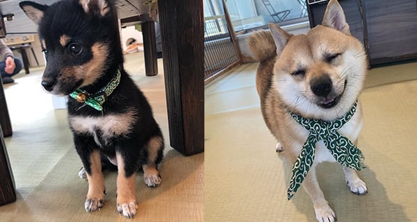 日本可愛「豆柴」Cafe 俾你感受柴犬包圍嘅幸福感｜日本旅遊｜放假去邊