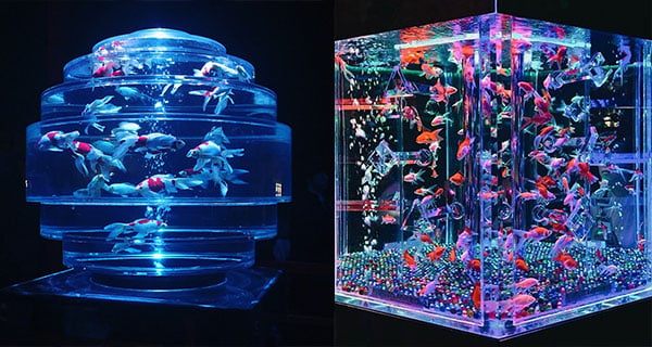 日本夢幻壯觀水族展 8000條金魚加上奇幻燈光｜日本旅遊｜放假去邊