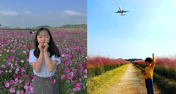 仁川超壯麗波斯菊花海 瘋狂打卡仲可以影到飛機｜韓國旅遊｜放假去邊