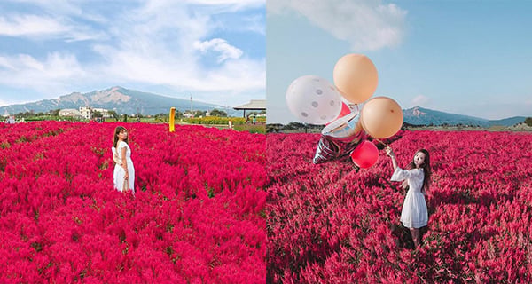 台中「中社觀光花市」一片紅色花海好似置身MV一樣!｜台灣旅遊｜放假去邊