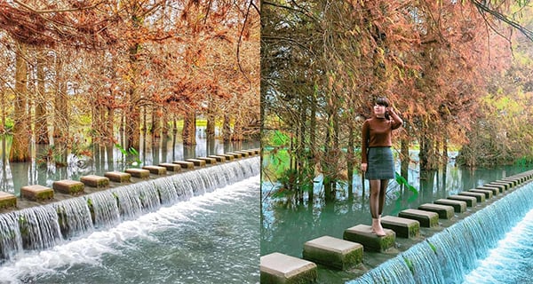 台灣花蓮秘境雲山水 落羽松美景超夢幻｜台灣旅遊｜放假去邊