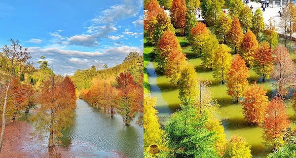 台灣苗栗三灣落羽松 黃綠紅色漸層樹林仙境｜台灣旅遊｜放假去邊
