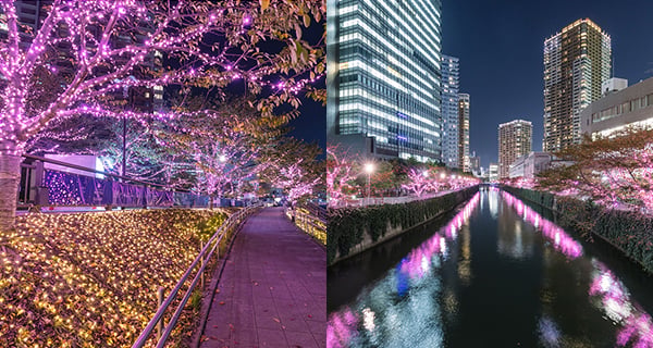 粉紅色嘅浪漫! 日本目黑川櫻花樹夢幻燈光!｜日本旅遊｜放假去邊