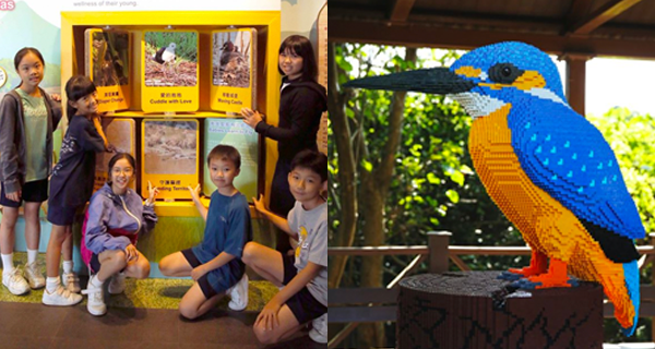 【濕地公園觀鳥節】「雀鳥好爸媽」、濕地動物LEGO展｜親子好去處｜香港玩樂｜開團