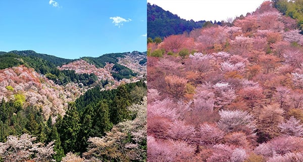 日本櫻花樹海吉野山 浪漫磅礡一片粉紅~｜日本旅遊｜放假去邊