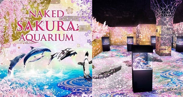 日本超浪漫櫻花聲光投影 結合水族館互動超夢幻｜日本旅遊｜放假去邊