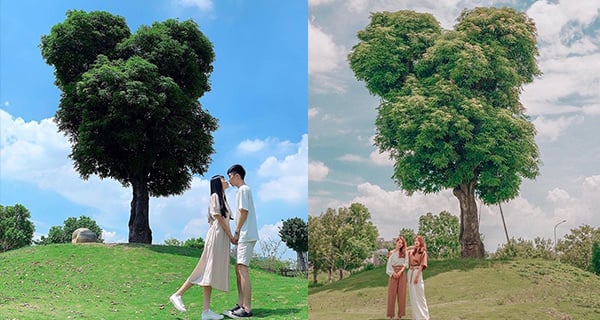 台中神奇天然米奇樹 萬坪公園都可以玩"找米奇"｜台灣旅遊｜放假去邊