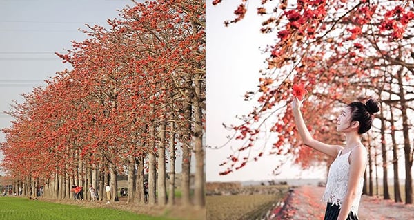 台灣春季限定木棉花道 形成一條火紅色林蔭｜台灣旅遊｜放假去邊