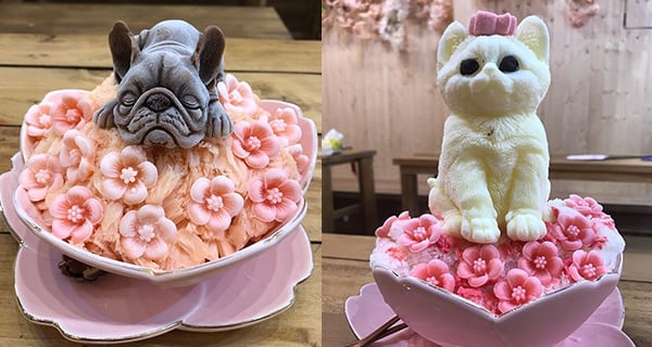 台灣櫻花荔枝雪花冰 各種狗狗雪花冰問你點捨得食｜台灣美食｜放假去邊
