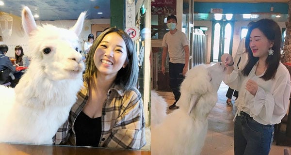 台灣cafe零距離接觸草泥馬 打卡餵食隨你鍾意~｜台灣旅遊｜放假去邊
