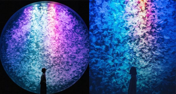 日本超靚水母水族館 優雅泳姿如夢如幻｜日本旅遊｜放假去邊