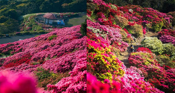 日本杜鵑花海公園 一眼望盡驚艷花之仙境｜日本遊點｜放假去邊