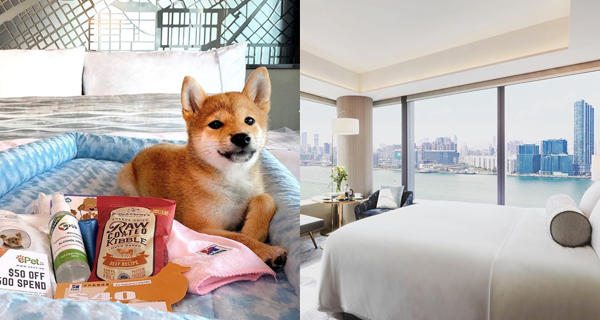 【狗狗友善酒店】北角Hyatt低至$926/人～ 送毛孩歡迎禮包+放電大草地｜香港旅遊｜放假去邊
