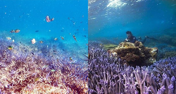 台灣澎湖「海底薰衣草森林」超唯美夢幻紫色鹿角珊瑚群｜台灣旅遊｜放假去邊