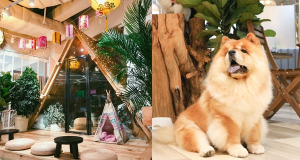 毛孩生日好去處！九龍灣露營主題寵物友善營地｜香港玩樂｜放假去邊