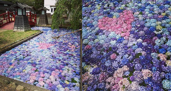 好療癒啊! 日本北海道夢幻紫陽花花海｜日本旅遊｜放假去邊