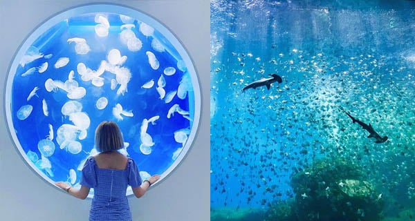 台灣「Xpark水生公園」 不同場景展示療癒水世界｜台灣旅遊｜放假去邊