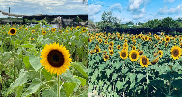【元朗好去處】2020太陽花節重開！打卡必去極靚黃色向日葵花海｜香港旅遊｜放假去邊