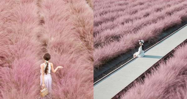 【台灣】秋季限定超唯美「夢幻粉紅花海」全台唯一粉紅色芒草現身南投！｜台灣旅遊｜放假去邊