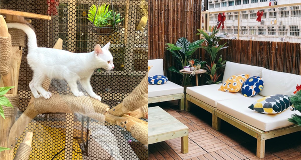 【香港】全港首間戶外貓貓Cafe！旺角過千呎場地化身成貓奴樂園｜香港玩樂｜放假去邊