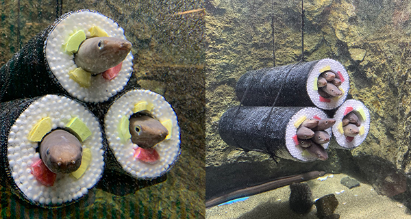 日本水族館內現「鰻魚壽司捲」仲有「增量加料版」網民爆笑：神鮮到爆！｜日本趣聞｜放假去邊