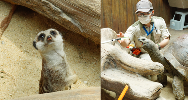 【香港】海洋公園兩大全新登場活動！超近距離接觸非洲動物小狐獴、大象龜｜香港玩樂｜放假去邊