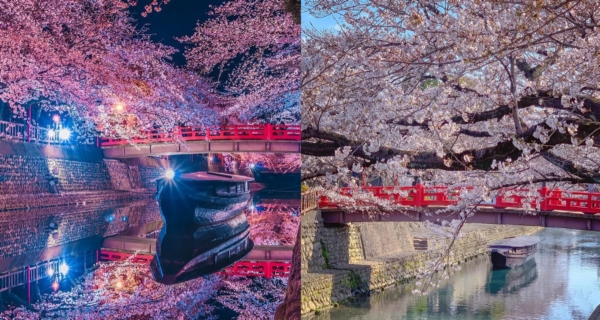 日本賞櫻秘境！鄰近著名文學景點超有仙氣｜日本旅遊｜放假去邊