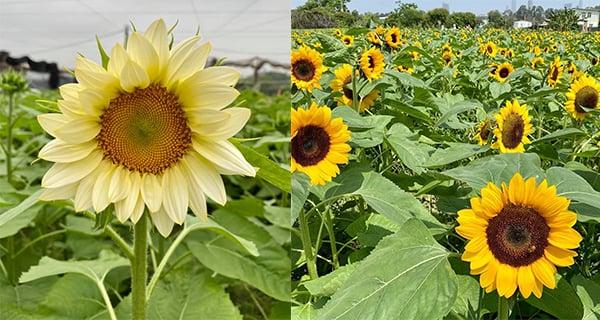 【香港】元朗信芯園向日葵花海！仲有香檳色、紅色向日葵｜香港玩樂｜放假去邊