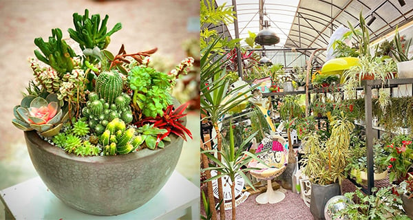 【香港】大埔仙人掌植物園！免費入場參觀、植物工作坊｜香港玩樂｜放假去邊