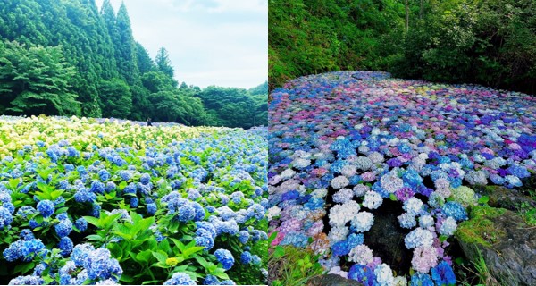 花季限定！日本一大片超壯觀繡球花海 六月底起三萬株花爭妍鬥豔！｜日本旅遊｜放假去邊