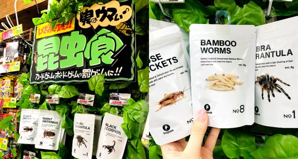 日本DONKI獨有！超多款昆蟲零食任你買｜日本趣聞｜放假去邊