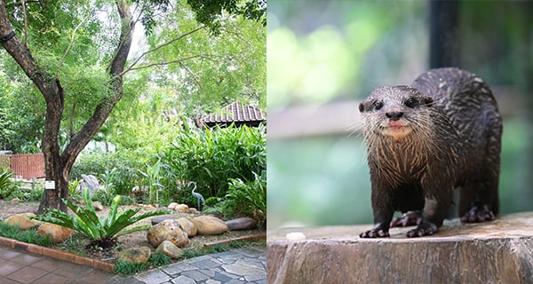 【香港】動植物公園悠閒半日遊，睇可愛水獺+塊面紅卜卜嘅黑冕鶴+美人樹｜香港玩樂｜放假去邊