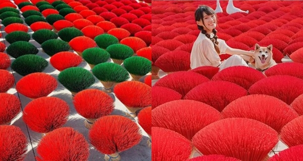 【台灣】假日限定必影！嘉義香竹波波草景象 又紅又綠好可愛呀！｜台灣旅遊｜放假去邊