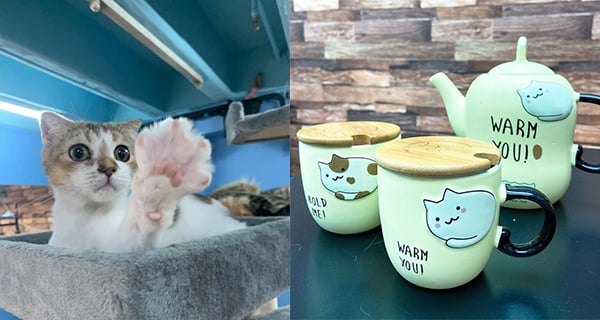 【香港】葵芳1500呎貓貓Cafe，多隻喵星人陪你歎茶+多款西餐輕食｜香港美食｜放假去邊