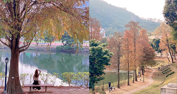 【香港】中大未圓湖落羽松打卡，風景如畫+湖邊小徑悠閒漫步｜香港玩樂｜放假去邊
