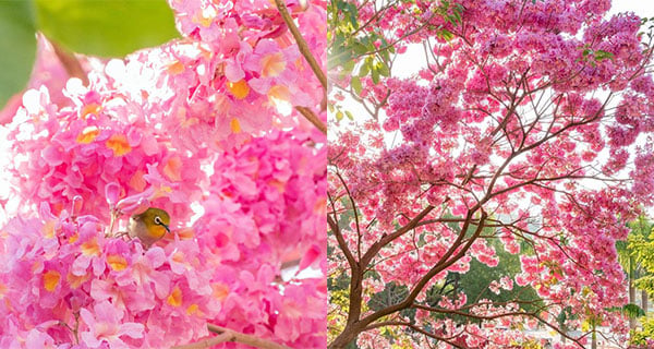 【香港】粉嶺夢幻紅花風鈴木，就好似置身於日本+勁似櫻花+花期得14日｜香港賞花｜放假去邊