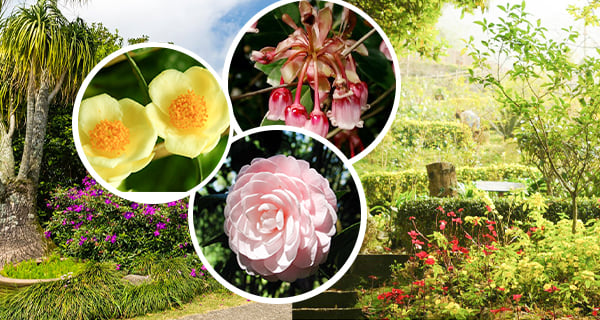 【賞花好去處2022】嘉道理農場春季賞花攻略！吊鐘花/梅花/山茶花等等｜香港玩樂｜放假去邊