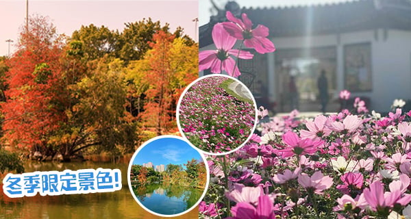 【香港】上水北區公園落羽松+粉紅波斯菊！即睇交通詳情！｜香港玩樂｜放假去邊