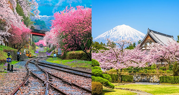 【日本賞櫻2024】富士山賞櫻+河津櫻花之旅 人氣賞櫻熱點!